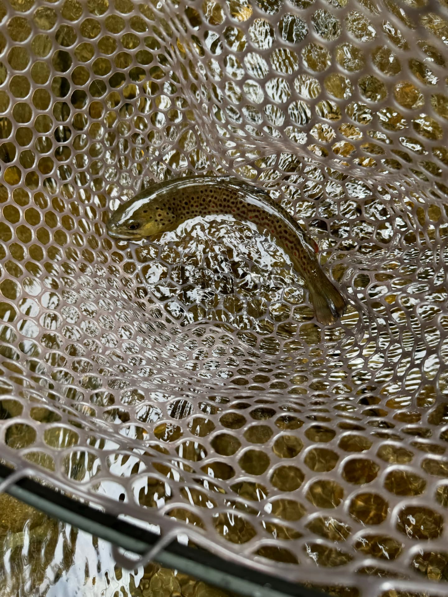 Rainbow trout in the net, caught on a Chubby Chernobyl