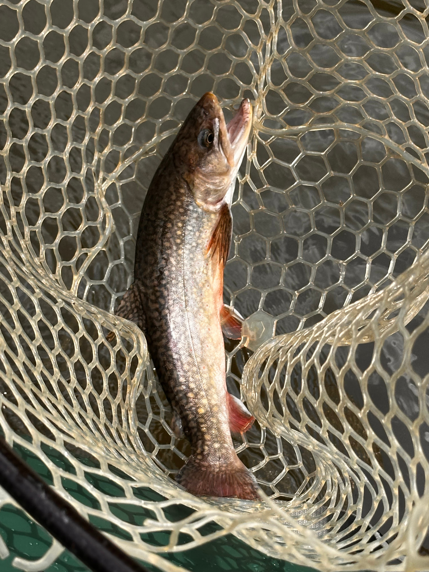 Brook trout in the net, caught on a Chubby Chernobyl