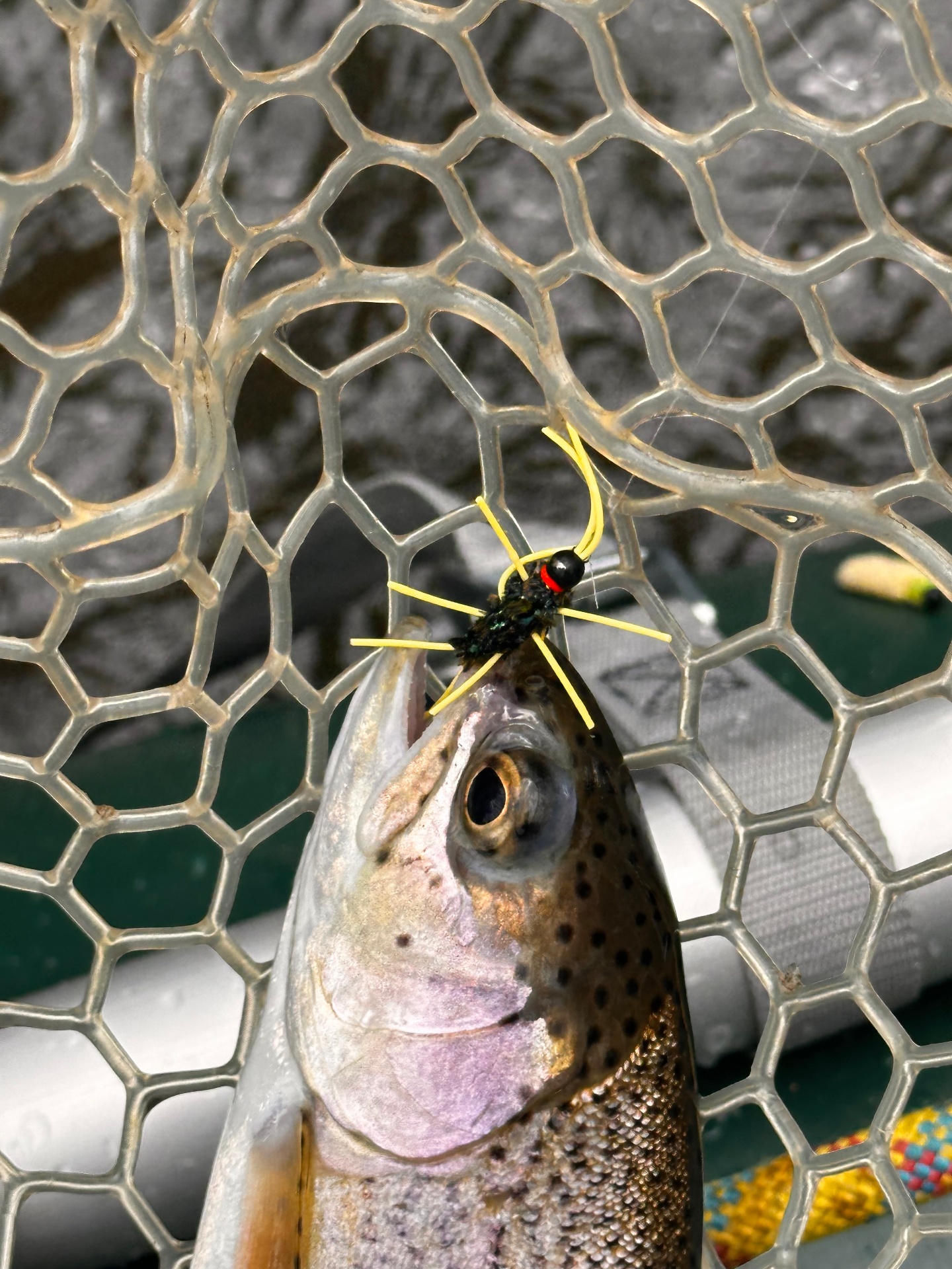 Rainbow trout in the net with a hand-tied fly