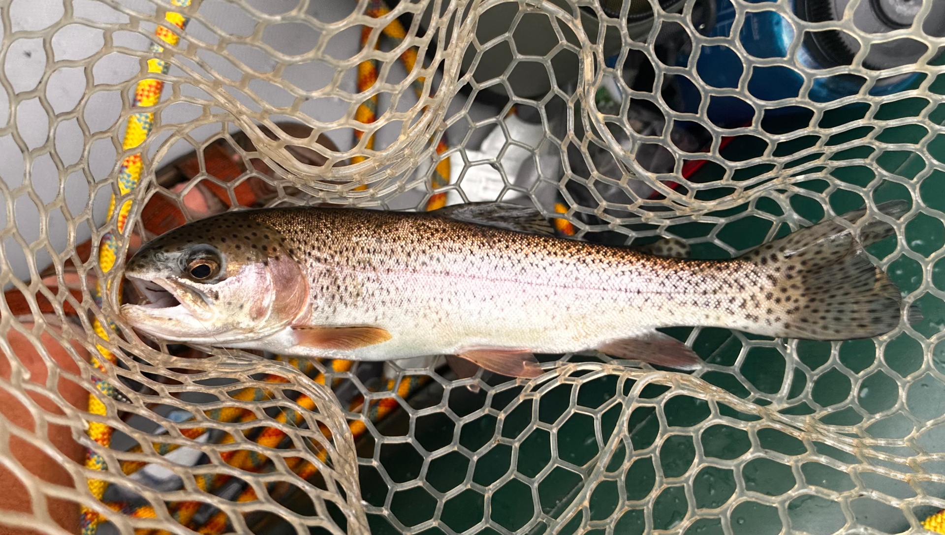 Rainbow trout landed in a rubber net