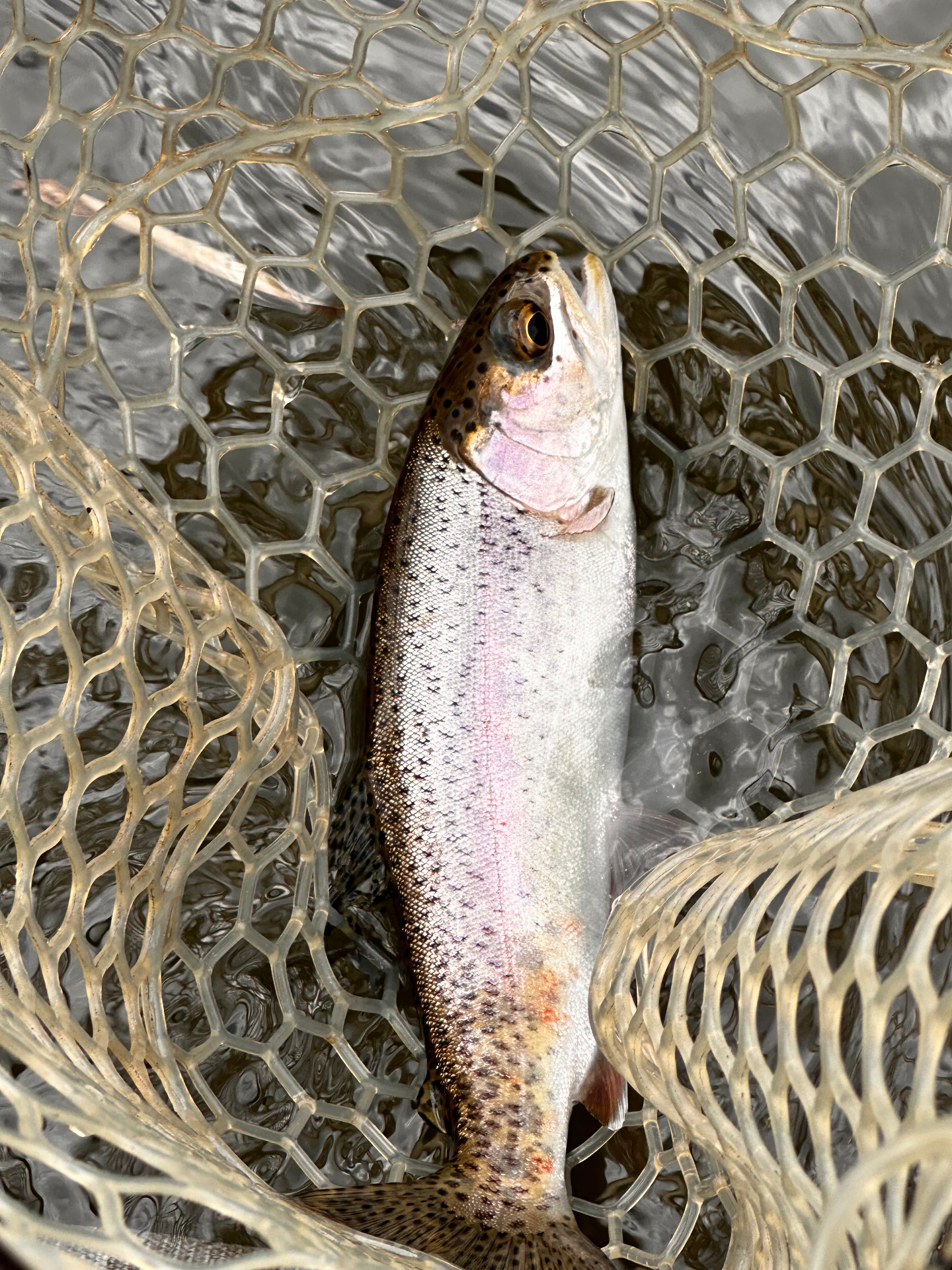 Rainbow trout resting in the net