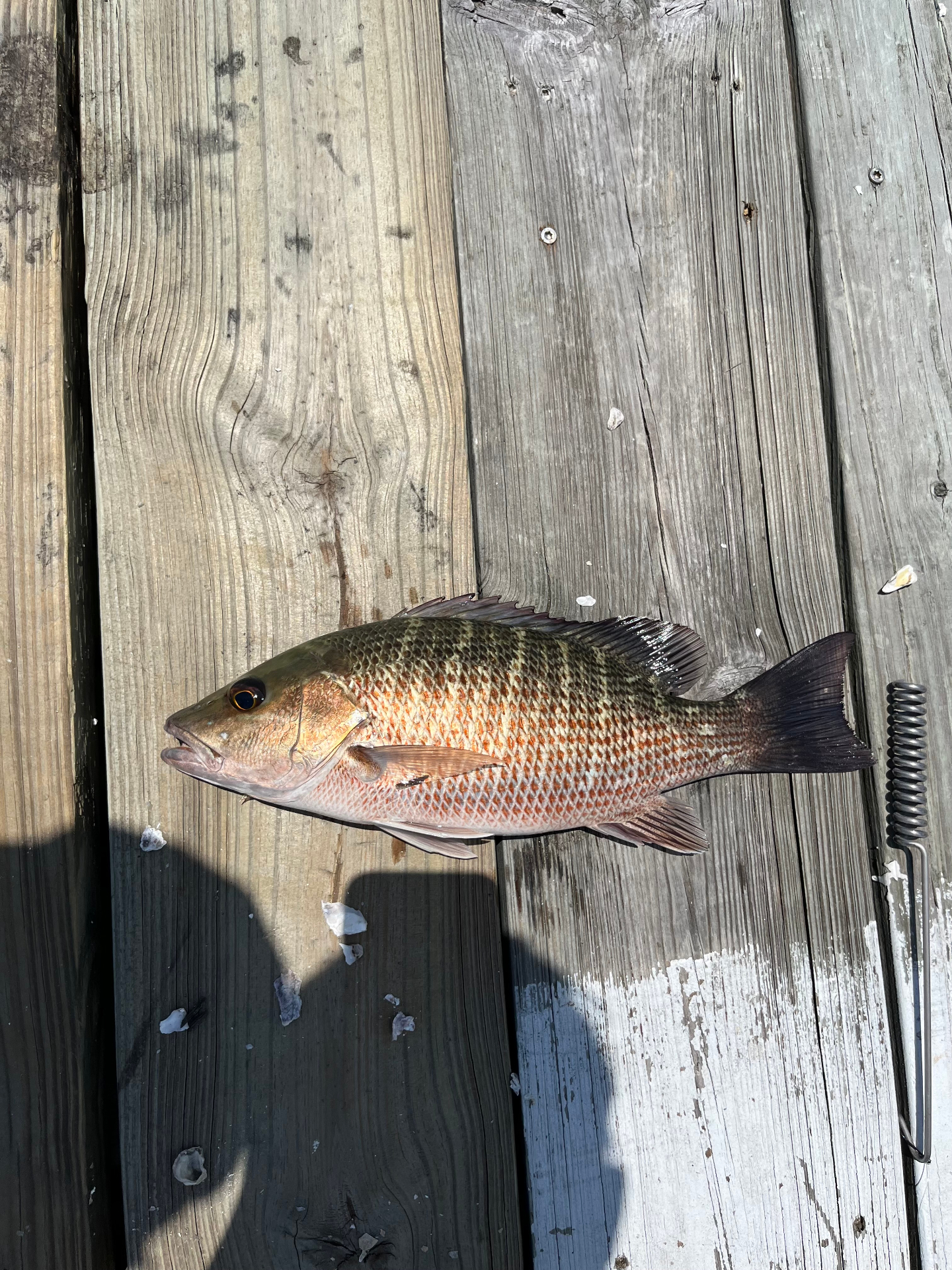 Mangrove snapper on the dock — Tampa Bay
